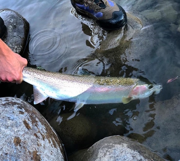 a Michigan trout angler releasing a steelhead caught on a spoon
