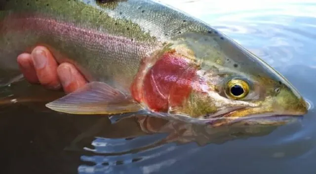 a big pre-spawn rainbow trout being released back into a river