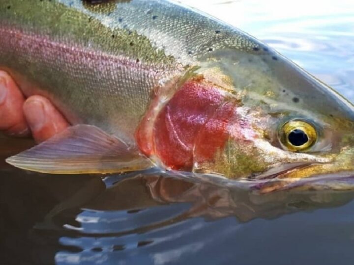 When Do Rainbow Trout Spawn? (A Helpful Guide)
