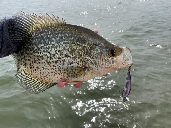 a big crappie caught on a crankbait and fluorocarbon mainline