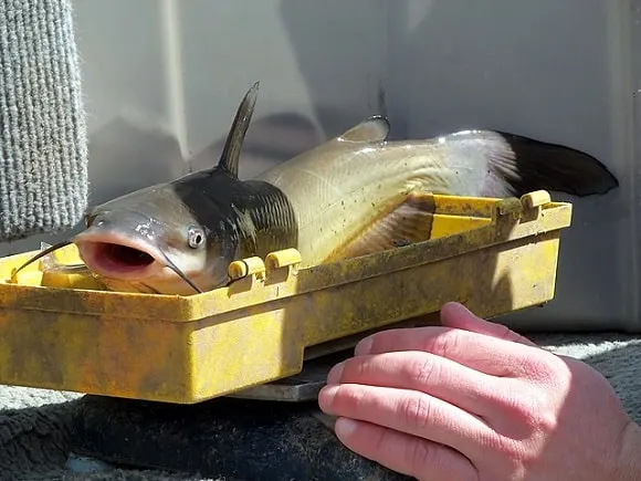 a small channel catfish being weighed by a researcher