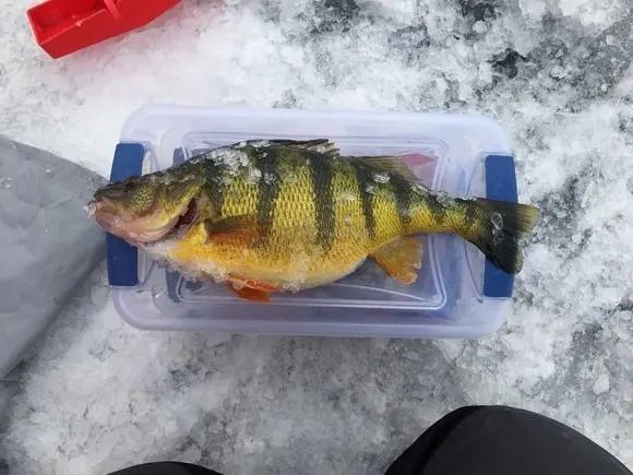 a trophy-sized yellow perch caught through the ice