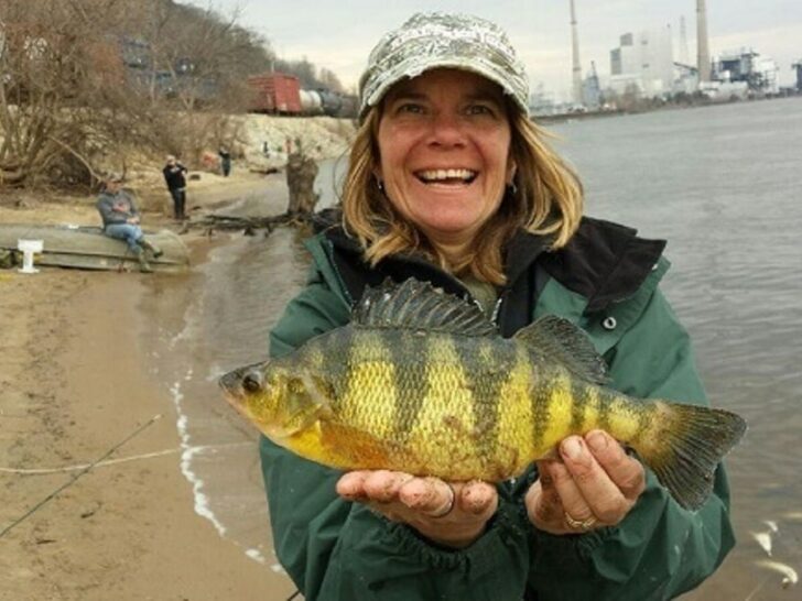 How Big Do Yellow Perch Get? (Average and Record Sizes)
