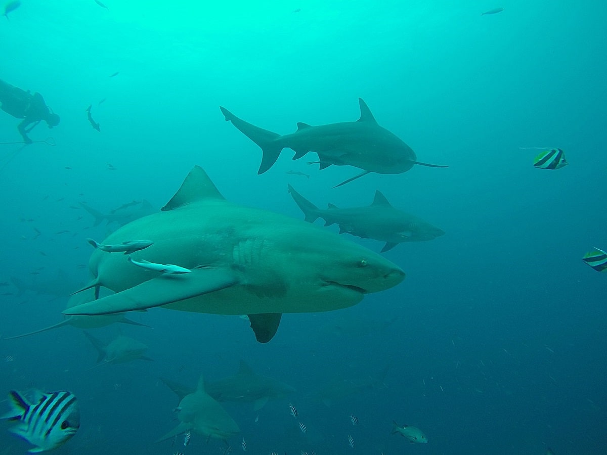 a group of big bull sharks in the ocean