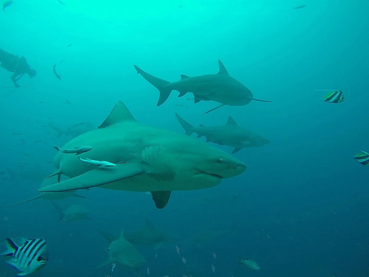 a group of big bull sharks in the ocean