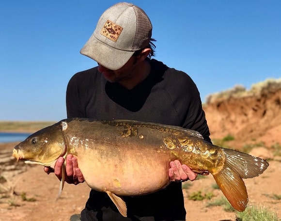 a Texas carp angler holding a fat pre-spawn mirror carp