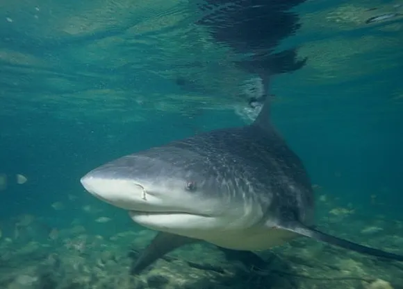 an underwater image of a young bull shark
