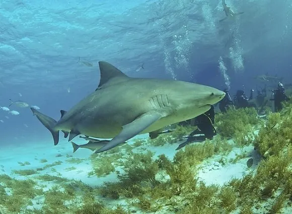 a fully grown bull shark next to a group of divers