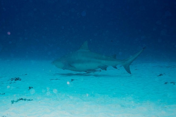 an ancient bull shark roaming the depths of the ocean