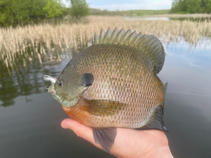 What Is the Best Fishing Line for Bluegill? (Mono, Braid, FC)