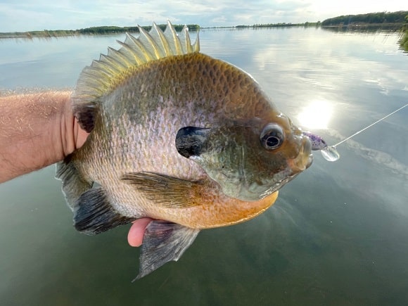 a panfish angler holding a huge bluegill caught with a 6 pound mono mainline