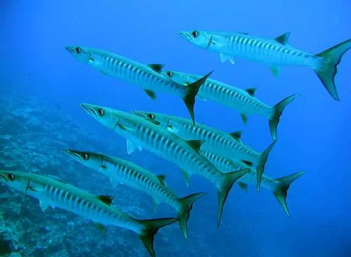 a school of juveline barracudas