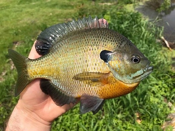 an angler holding a beautiful bluegill caught in the rain