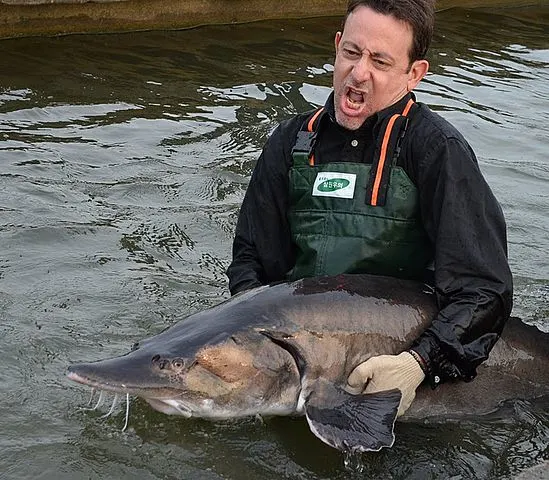 an angler in the water holding a huge beluga sturgeon