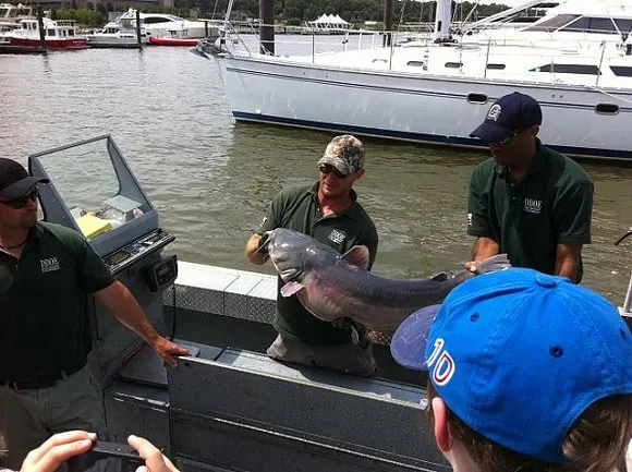 two anglers on a boat showing off their big blue catfish