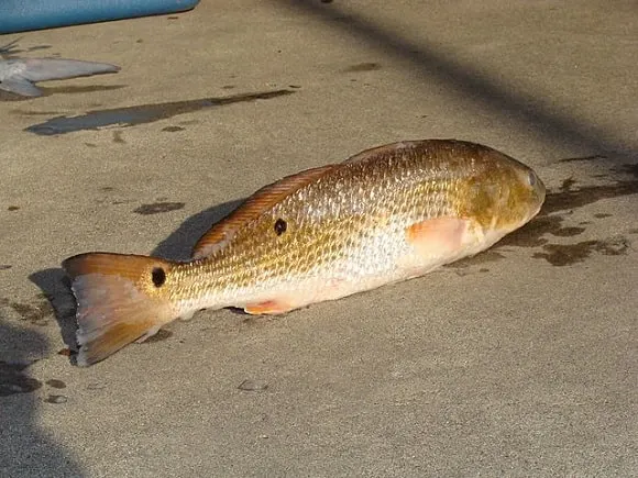 a smaller red drum lying on a pier