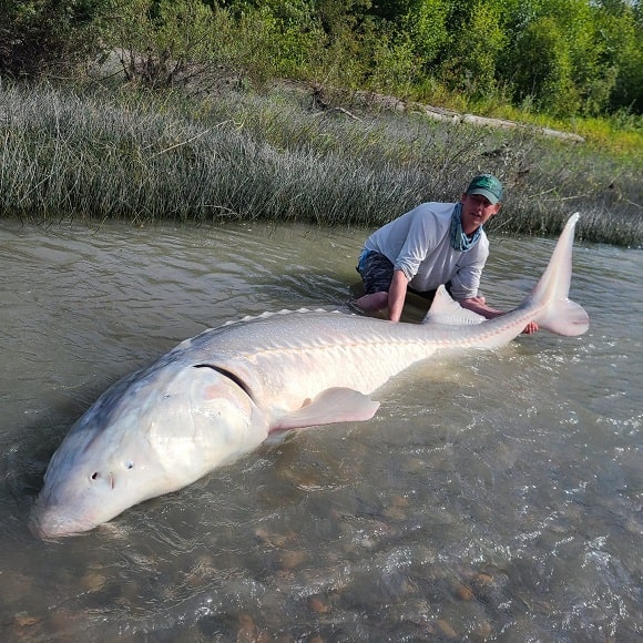 a Canadian angler with a huge white sturgeon from the fraser river