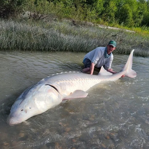 a Canadian angler with a huge white sturgeon from the fraser river
