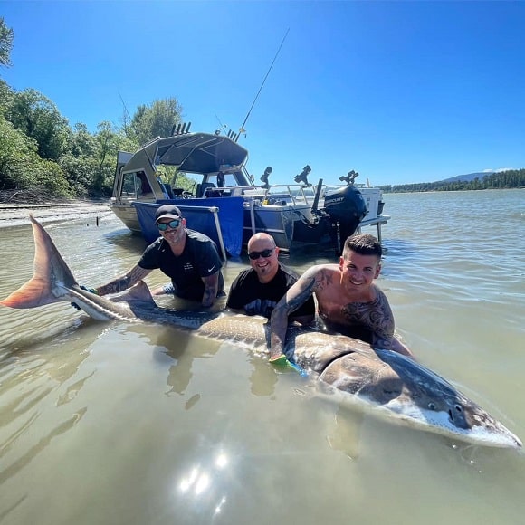 a group of anglers on a river releasing a giant and very old white sturgeon