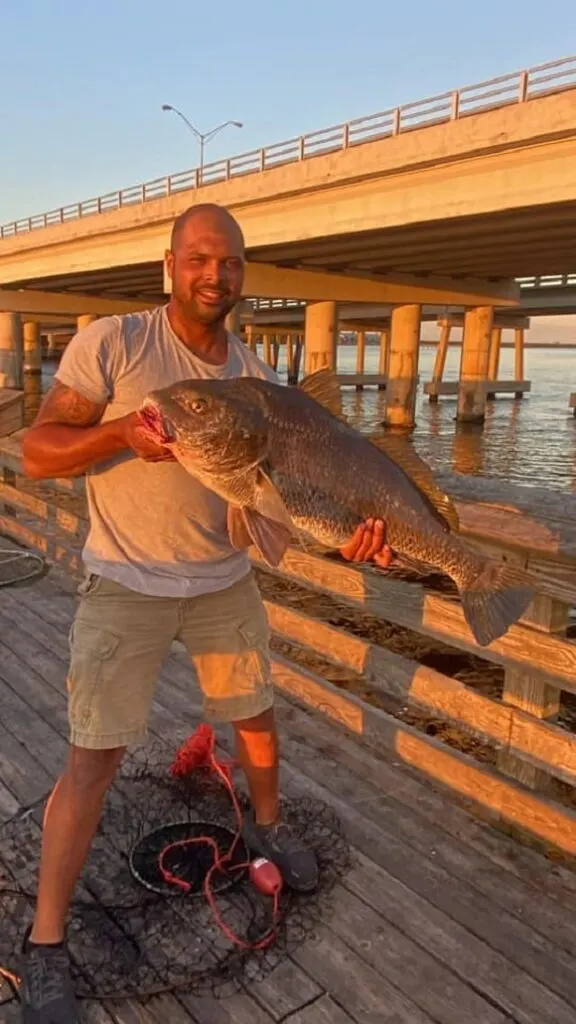 a shore angler holding a nice sized black drum