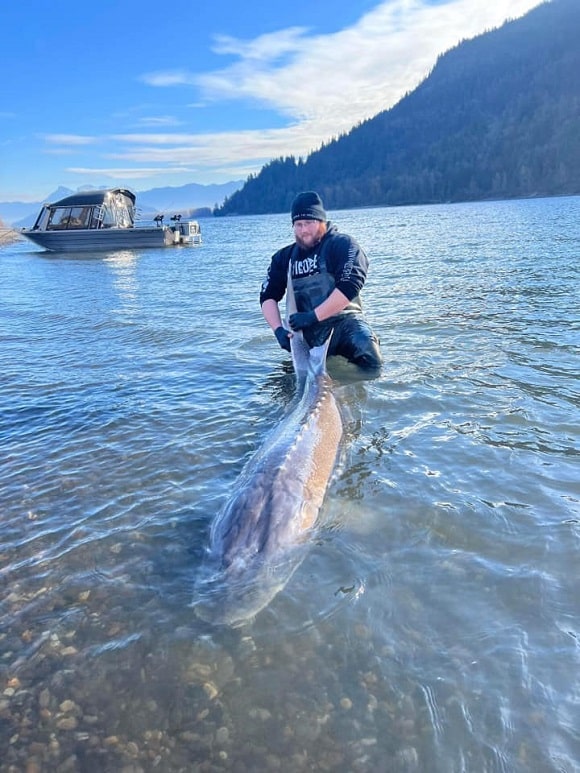 a US angler releasing a big sturgeon back into the river