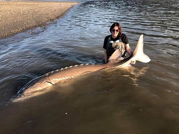 a felame angler on a river holding a gigantic sturgeon