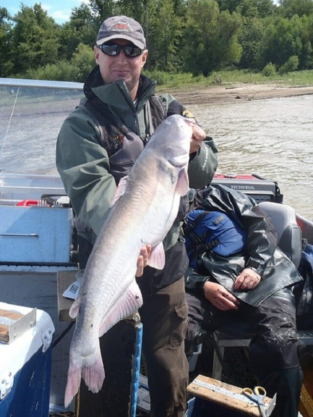How Big Are Blue Catfish? – Strike and Catch