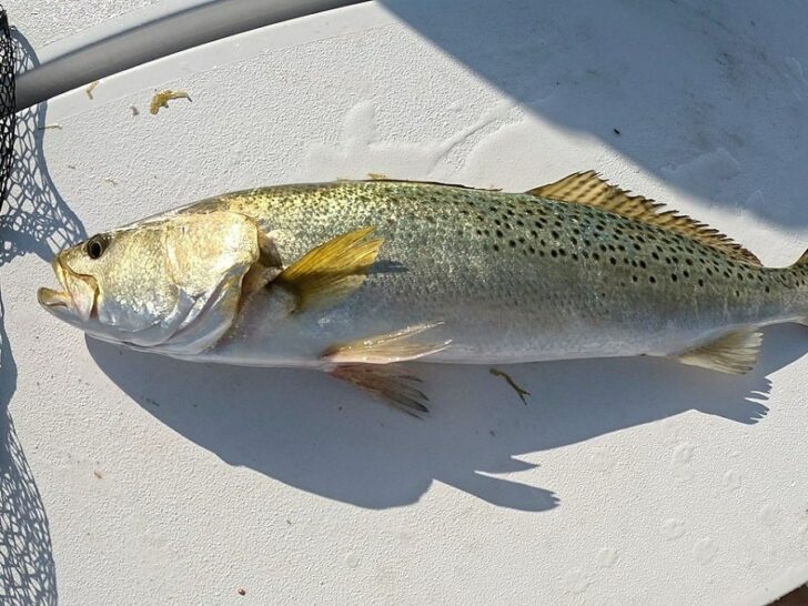 How Big Do Speckled Trout Get? (Interesting Fish Facts)