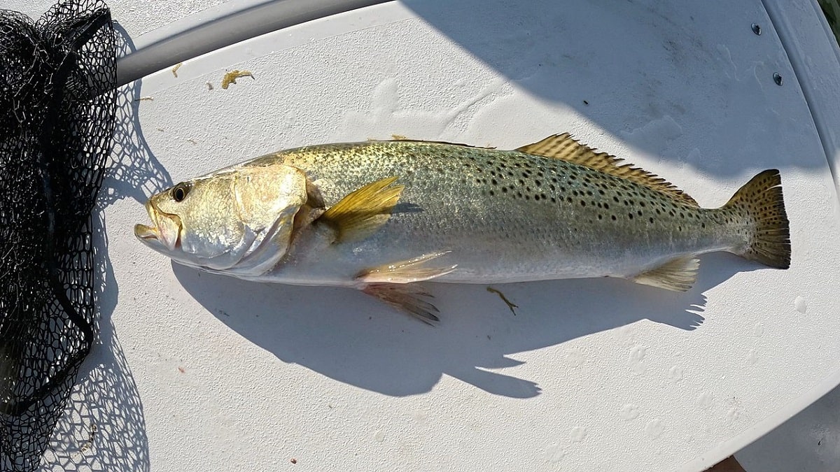 a nice speckled trout caught on a lure