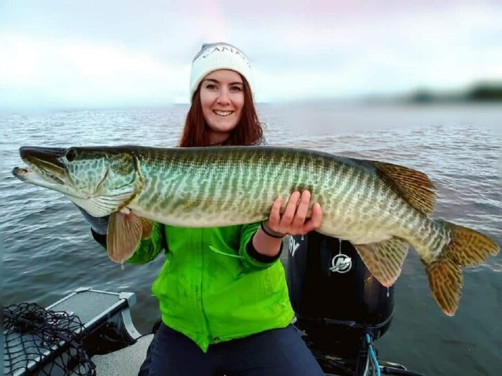 How Big Do Tiger Muskies Get? (Average and Record Sizes)