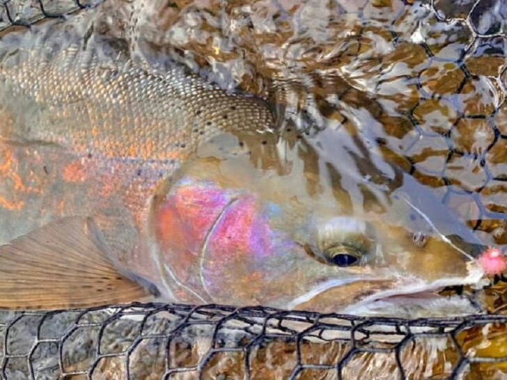 Best Nets for Steelhead Fishing (For All Budgets)