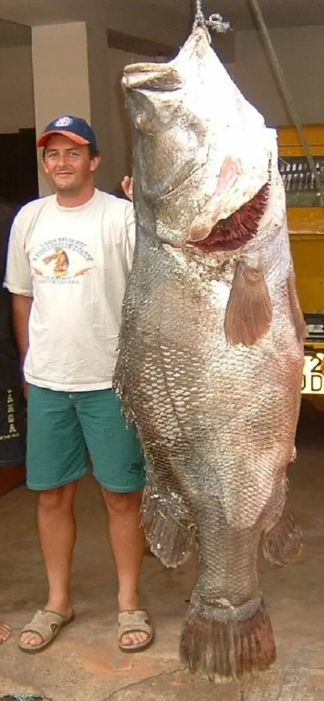a man standing next to a giant nile perch
