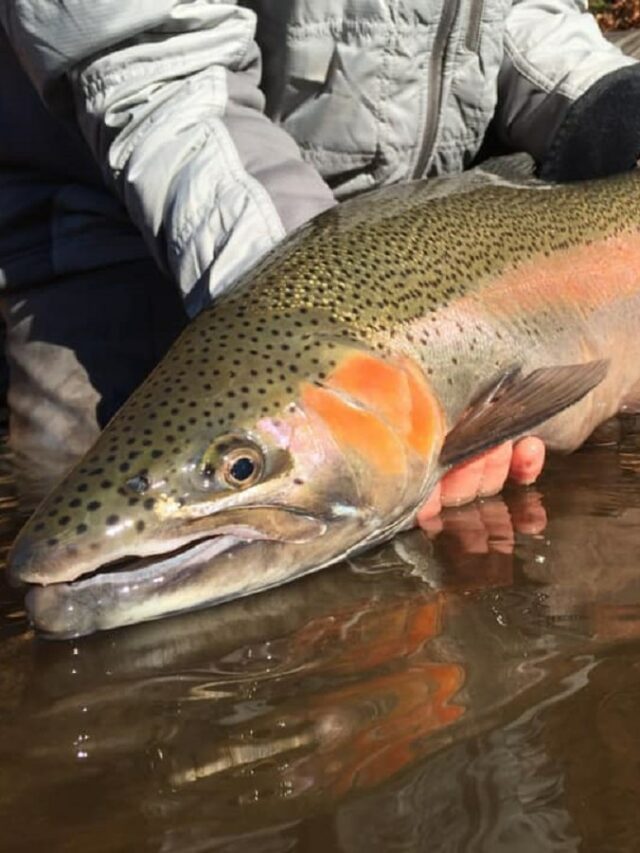 a big steelhead being released back into the water