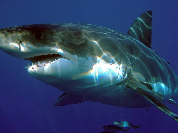 40 Awe-Inspiring Great White Shark Facts