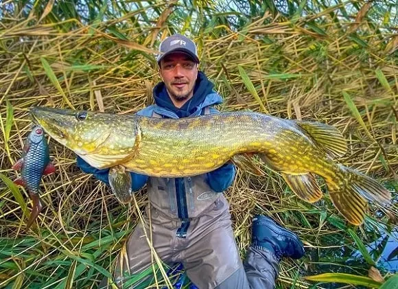a predator angler holding a very long and strong pike