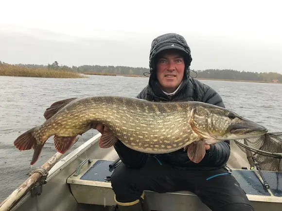 a sport angler on a boat holding a fat fall pike