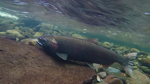 an underwater shot of a big coho salmon