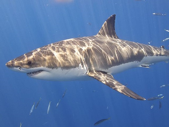 a giant tagged great white shark