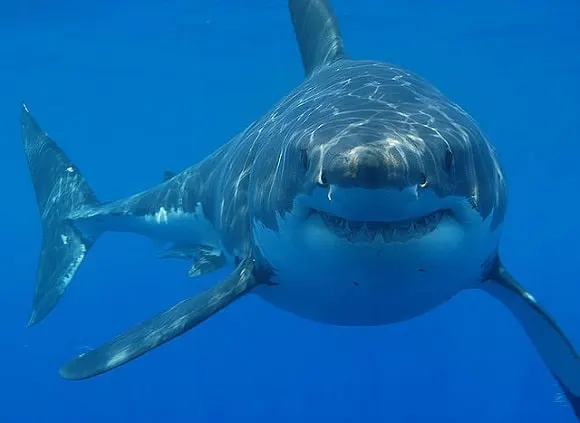 a fat great white shark swimming toward the camera