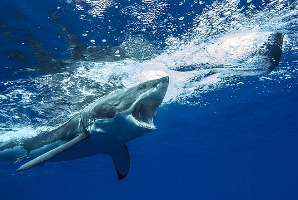 a big great white shark hunting for prey beneath the surface