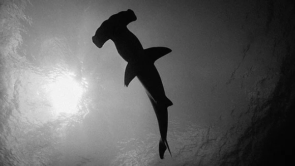 a giant hammerhead shark swimming beneath the surface