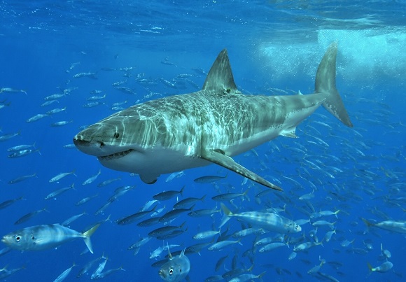 a big great white shark hunting for prey