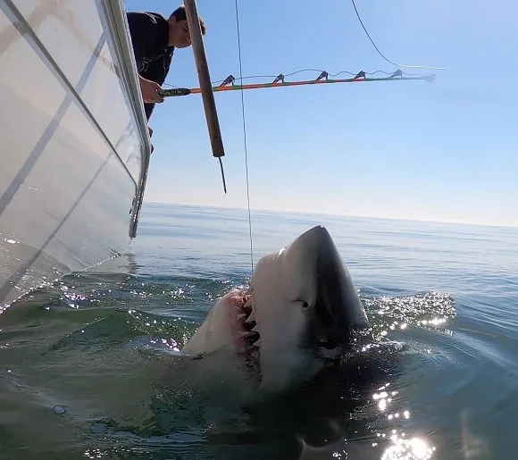 a massive great white shark being released from a fishing boat