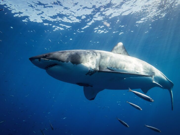 Mysterious Giant: Sighting of a Supposed 30-Foot Great White Shark