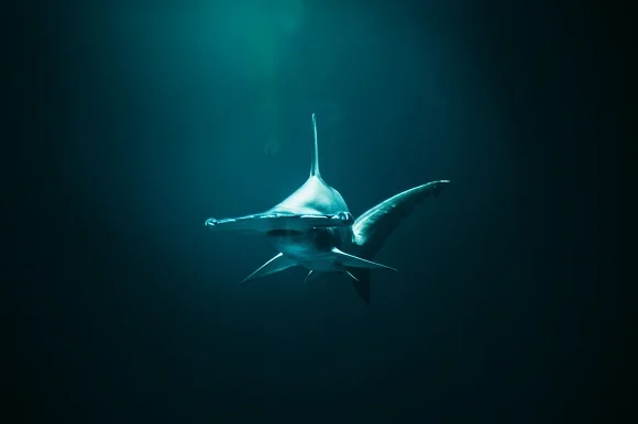 a huge hammerhead shark in the depths of the ocean