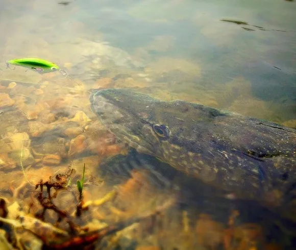 a northern pike in shallow water