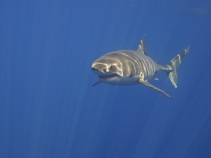 Deep Blue and Beyond: A Dive into Historic Great White Shark Encounters