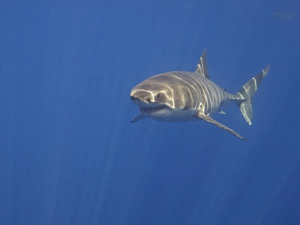 a majestic great white shark cruising the deep blue sea