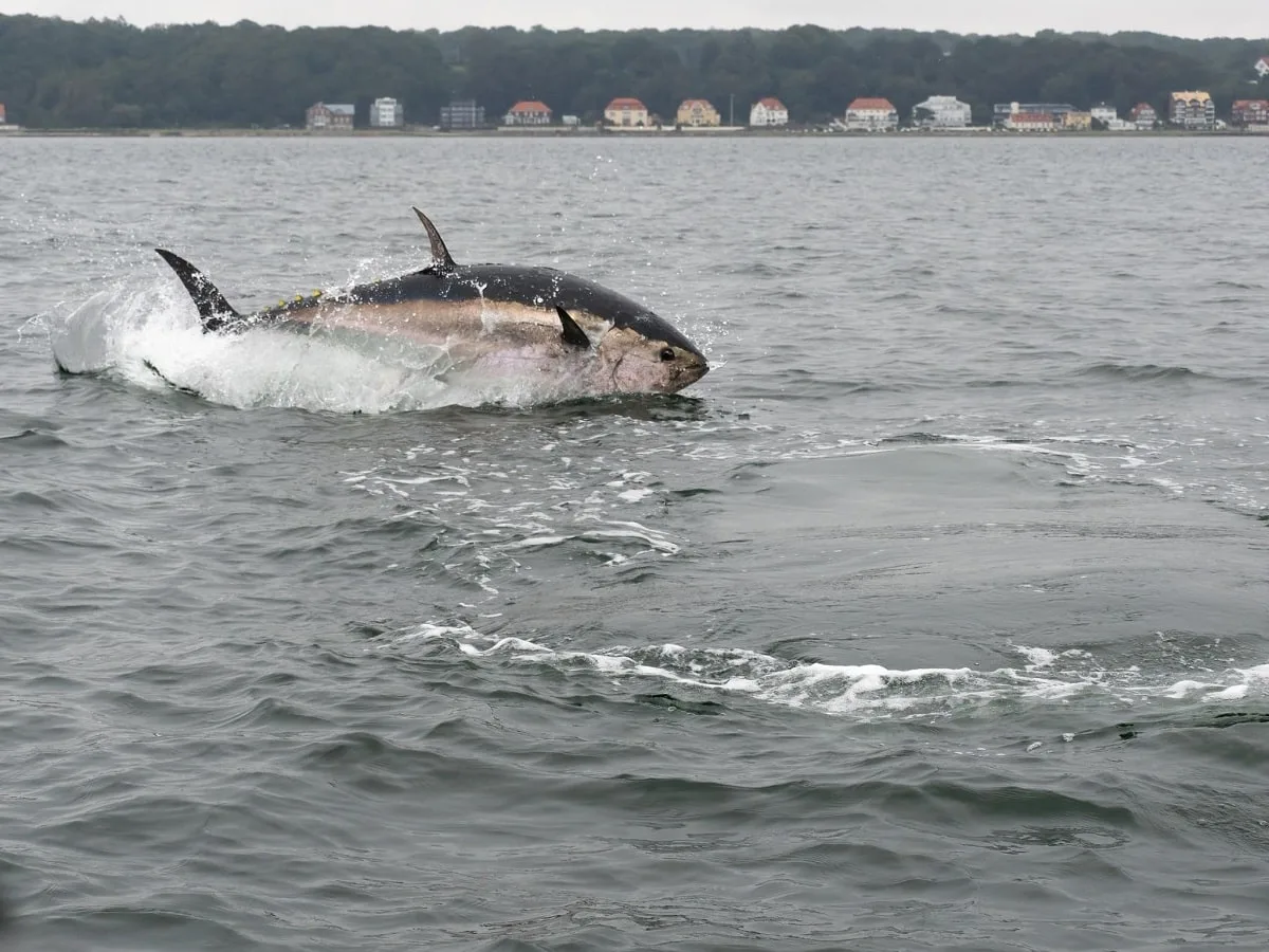 a giant bluefin tuna off the coast of Denmark