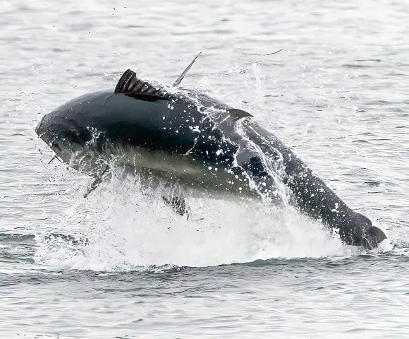 a big bluefin tuna jumping out of the water